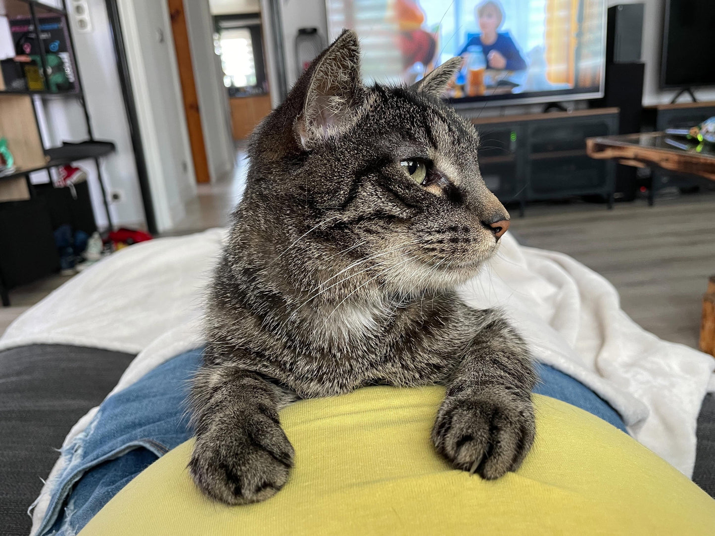 Commande oyashdesign